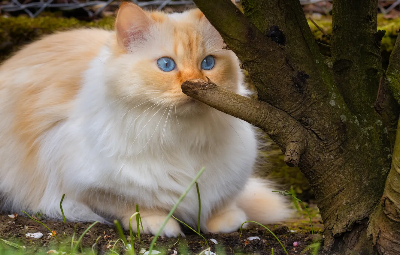 Photo wallpaper cat, cat, look, pose, face