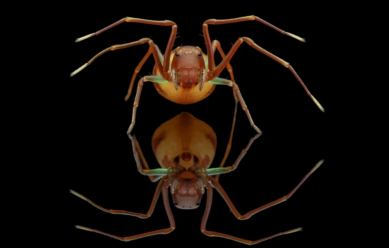 Photo wallpaper reflection, insect, black background