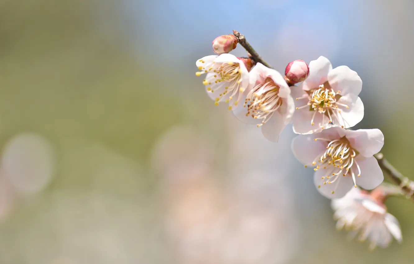 Photo wallpaper flowers, sprig, background, tenderness, spring, Sakura, bokeh