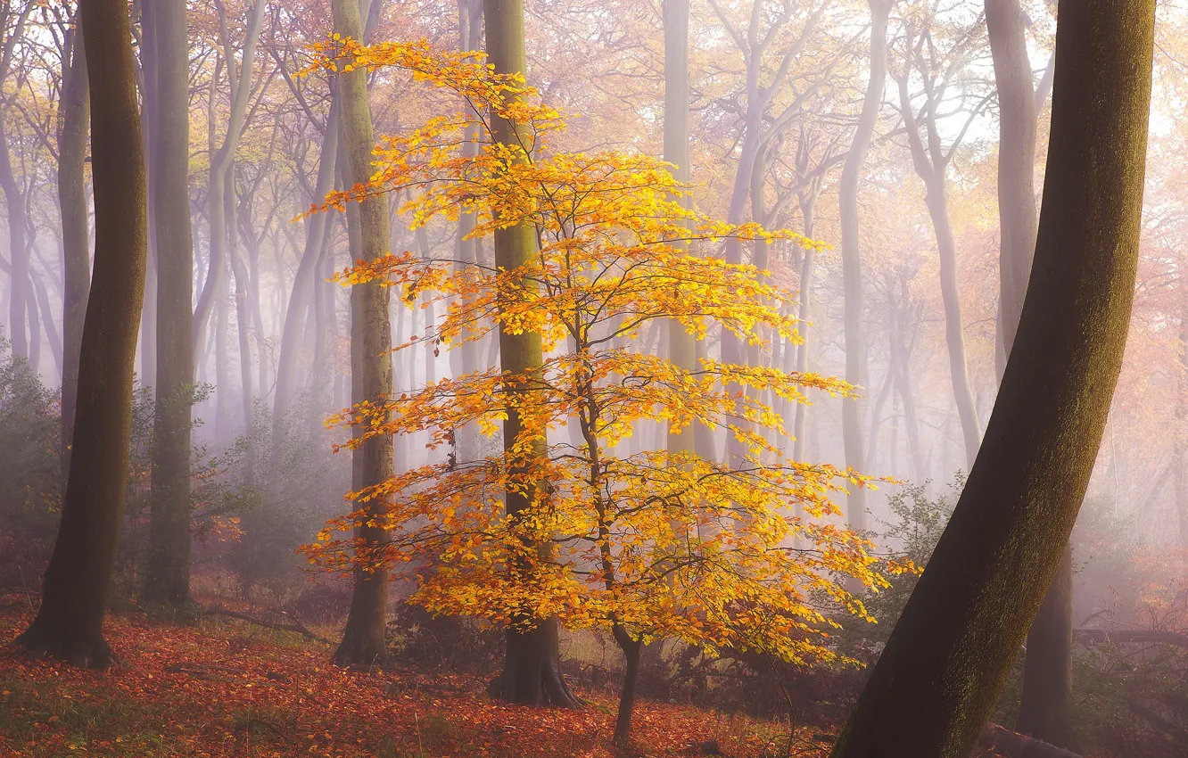 Photo wallpaper autumn, forest, fog, foliage