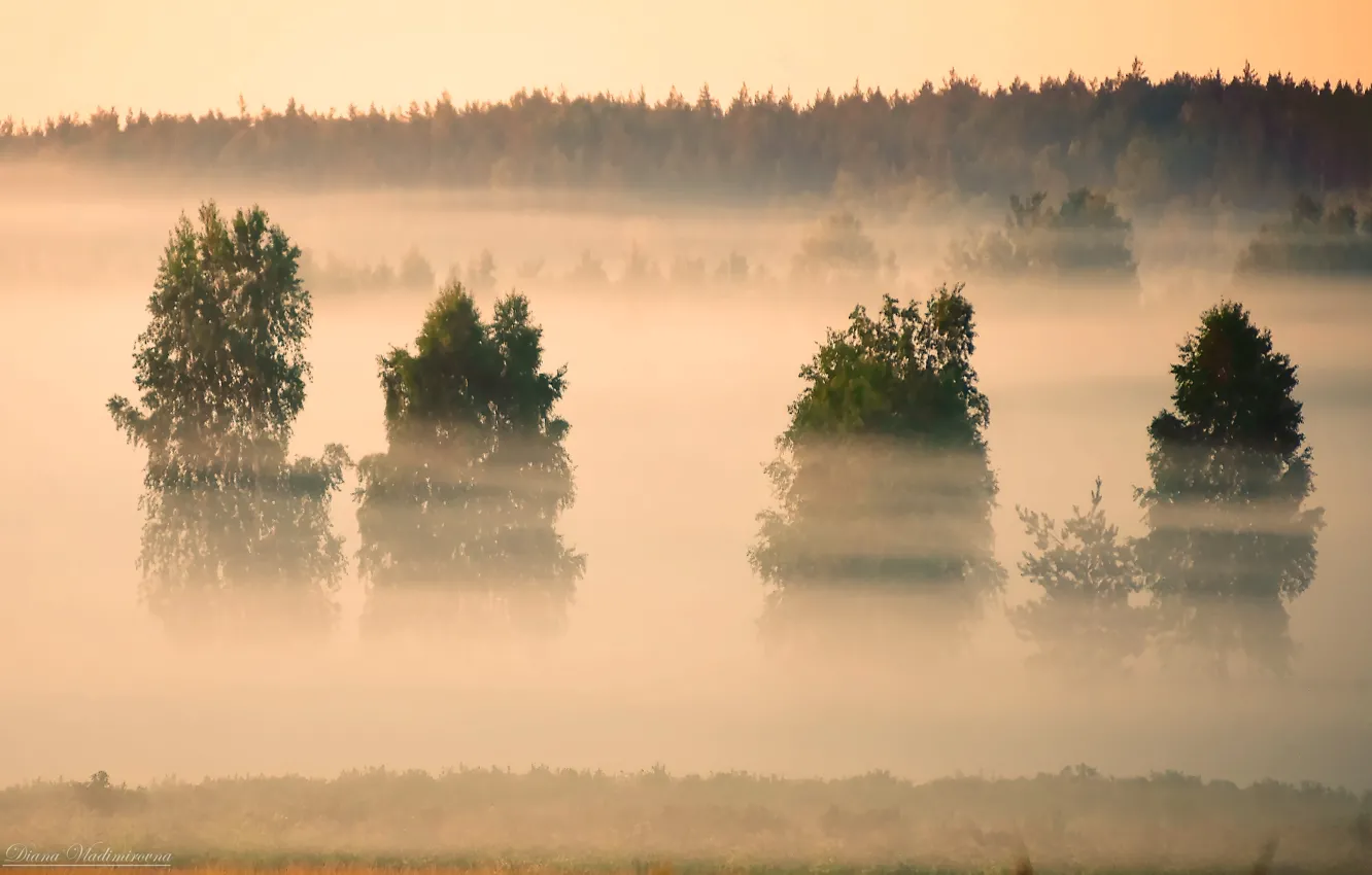 Photo wallpaper landscape, nature, fog, morning