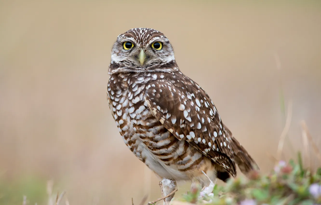 Photo wallpaper look, animal, owl, bird