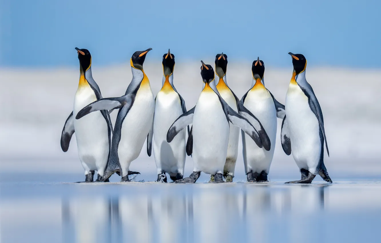 Photo wallpaper sea, bird, shore, pack, penguins, a flock of penguins