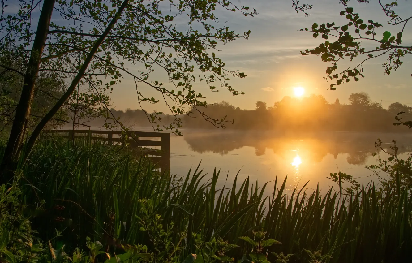 Photo wallpaper summer, grass, light, trees, branches, fog, lake, reflection