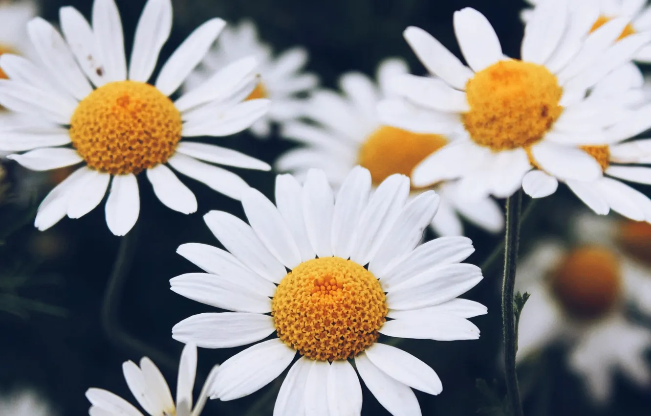 Photo wallpaper chamomile, white, Anna Meshkova