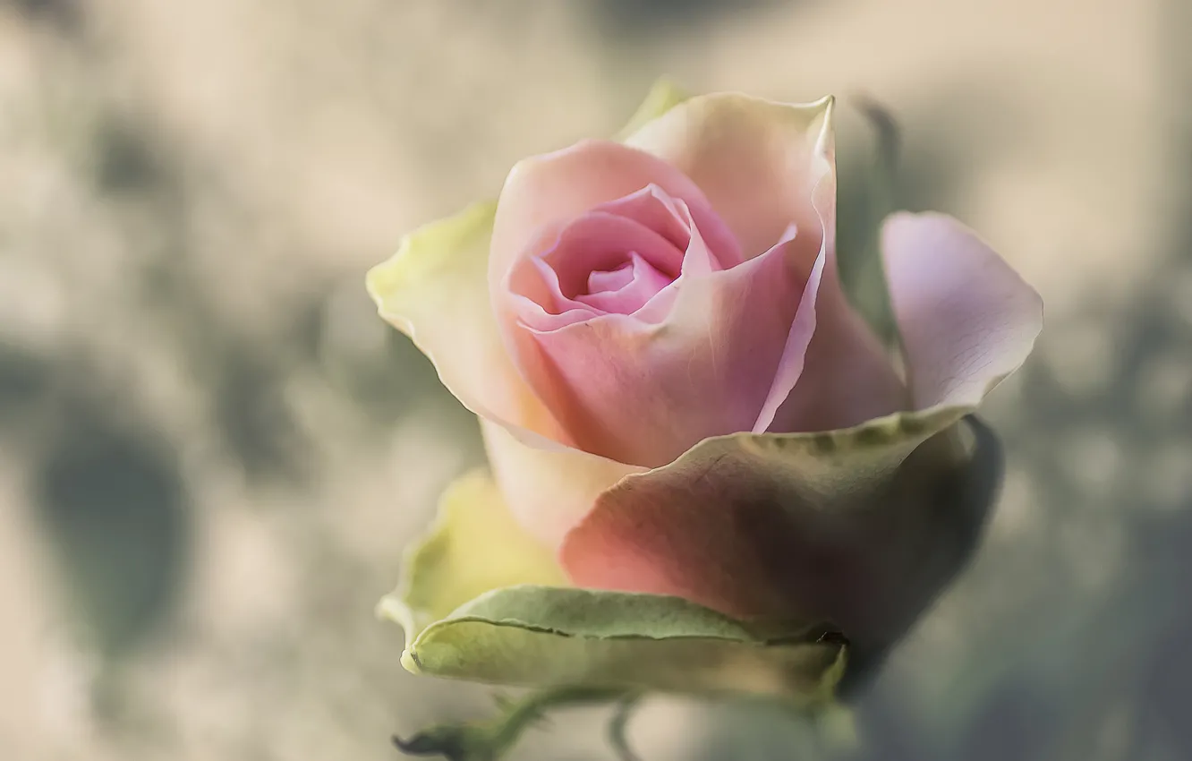 Photo wallpaper macro, background, roses, buds