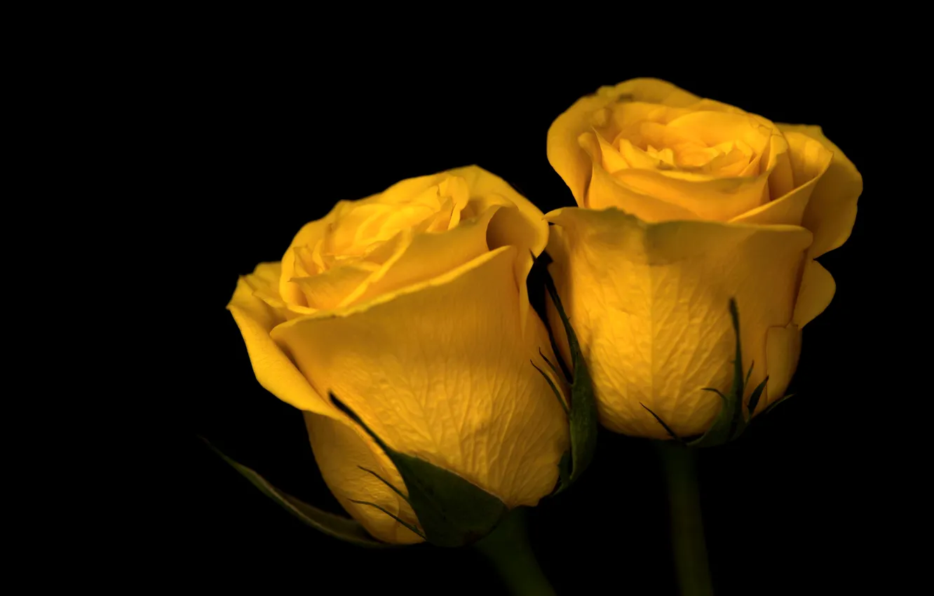 Photo wallpaper yellow, roses, buds