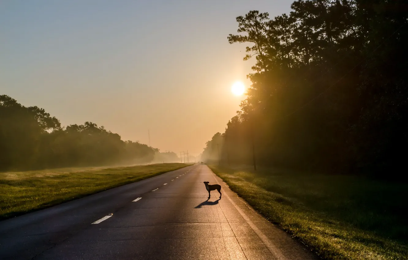 Photo wallpaper road, fog, each, dog, morning