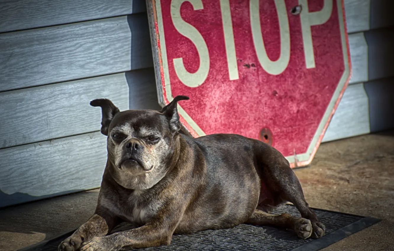 Photo wallpaper look, sign, dog