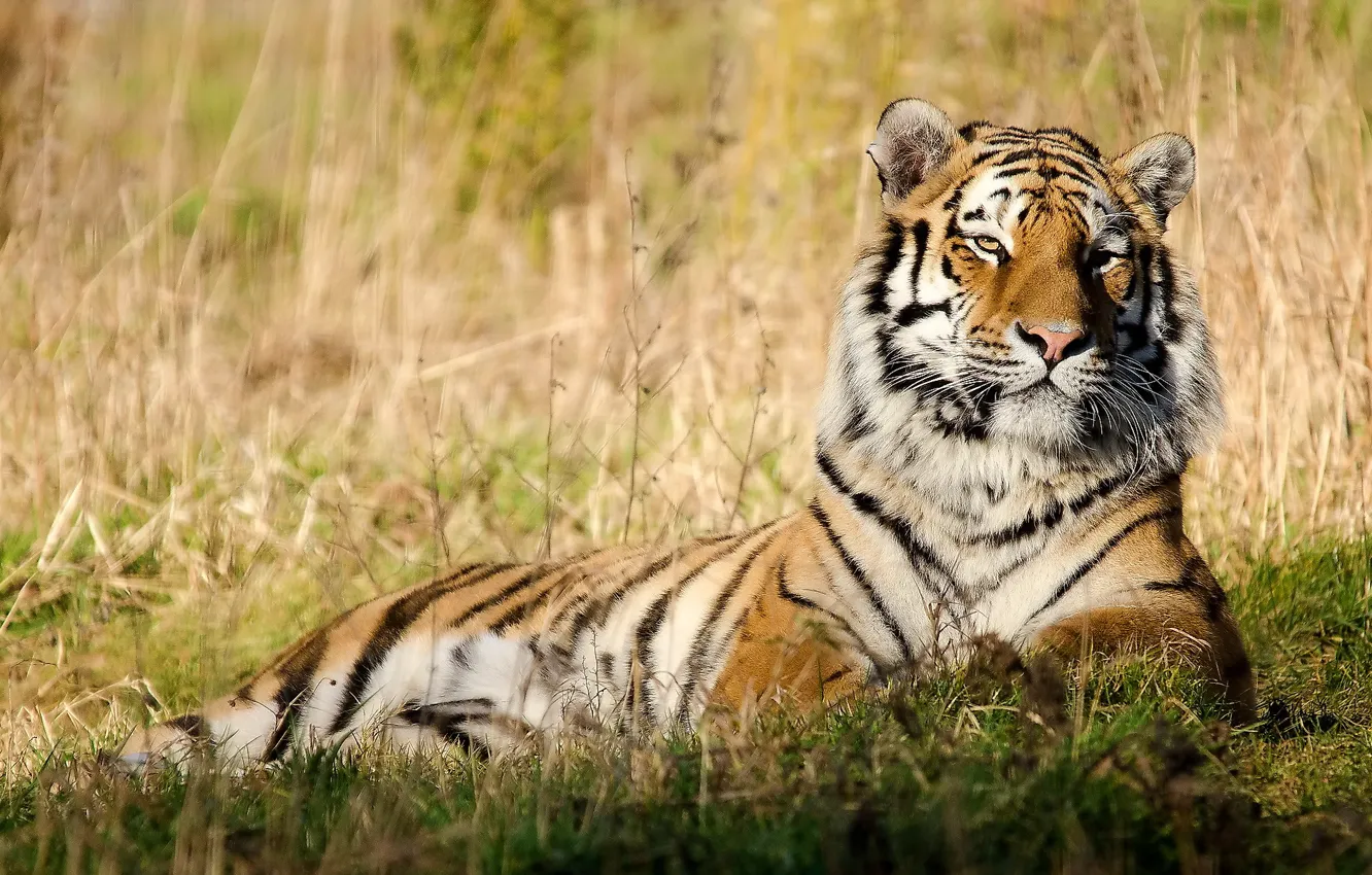 Photo wallpaper grass, face, tiger, stay, peace