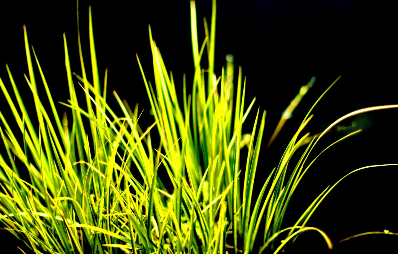 Photo wallpaper Grass, contrast