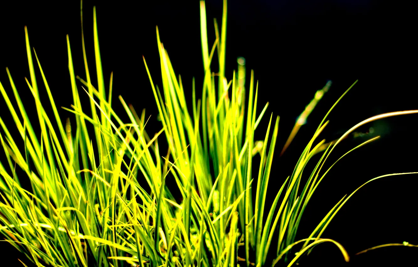Photo wallpaper grass, contrast