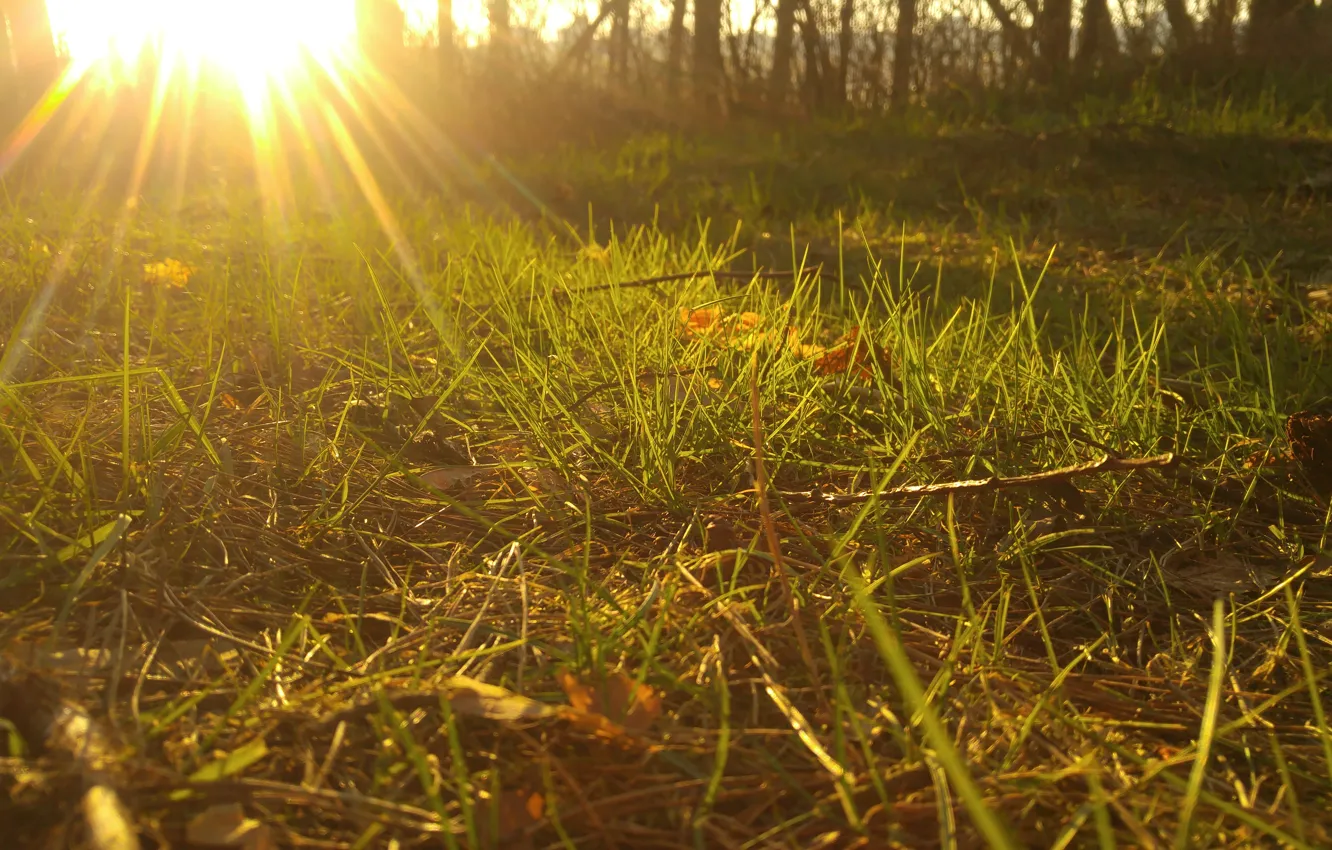 Photo wallpaper grass, the sun, sunset, green grass, glade, spring, the evening, weed
