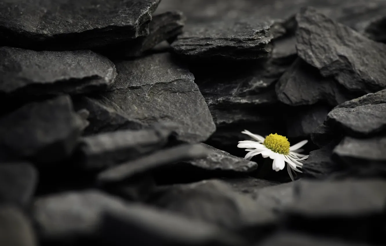 Photo wallpaper flowers, stones, background, chamomile