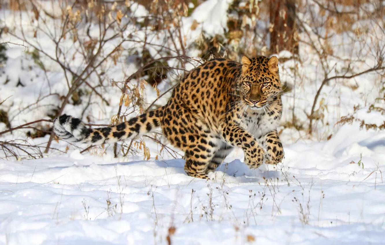 Photo wallpaper winter, look, face, snow, trees, branches, nature, pose