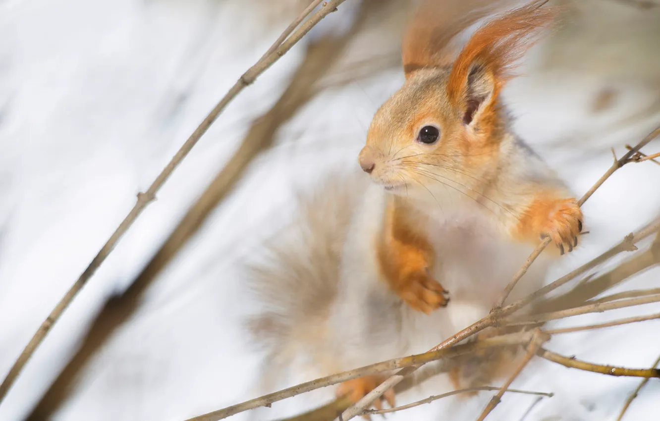 Photo wallpaper winter, look, snow, branches, protein, muzzle