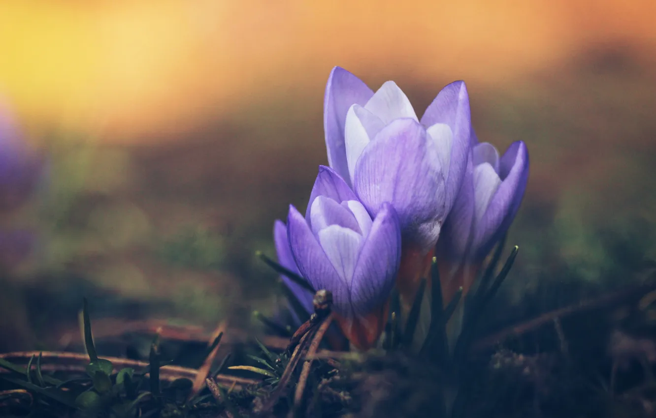 Photo wallpaper flowers, petals, crocuses