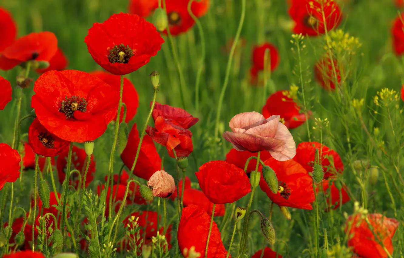 Photo wallpaper grass, flowers, Maki