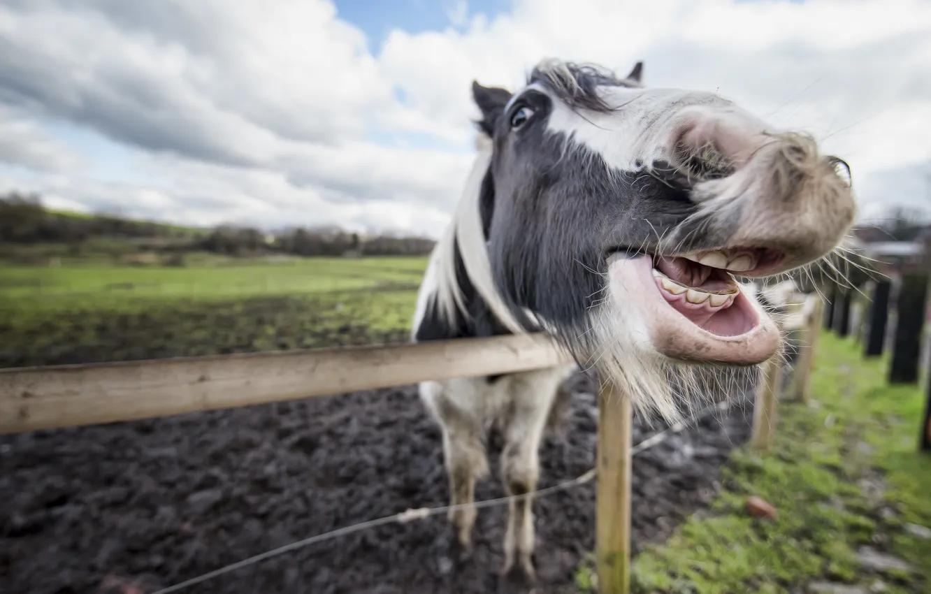 Photo wallpaper face, background, horse