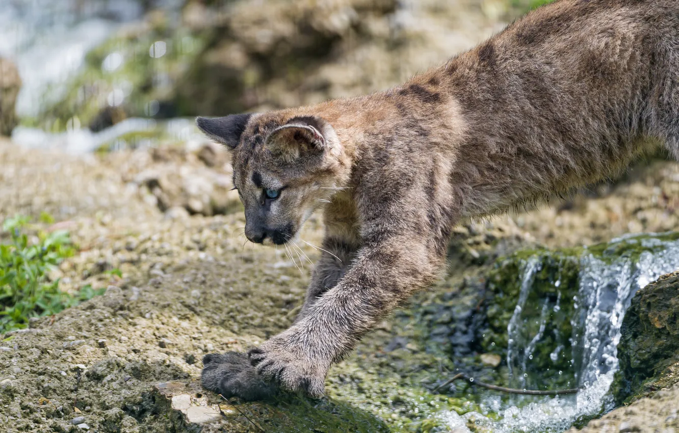 Photo wallpaper stream, stones, profile, cub, kitty, Puma, mountain lion, Cougar