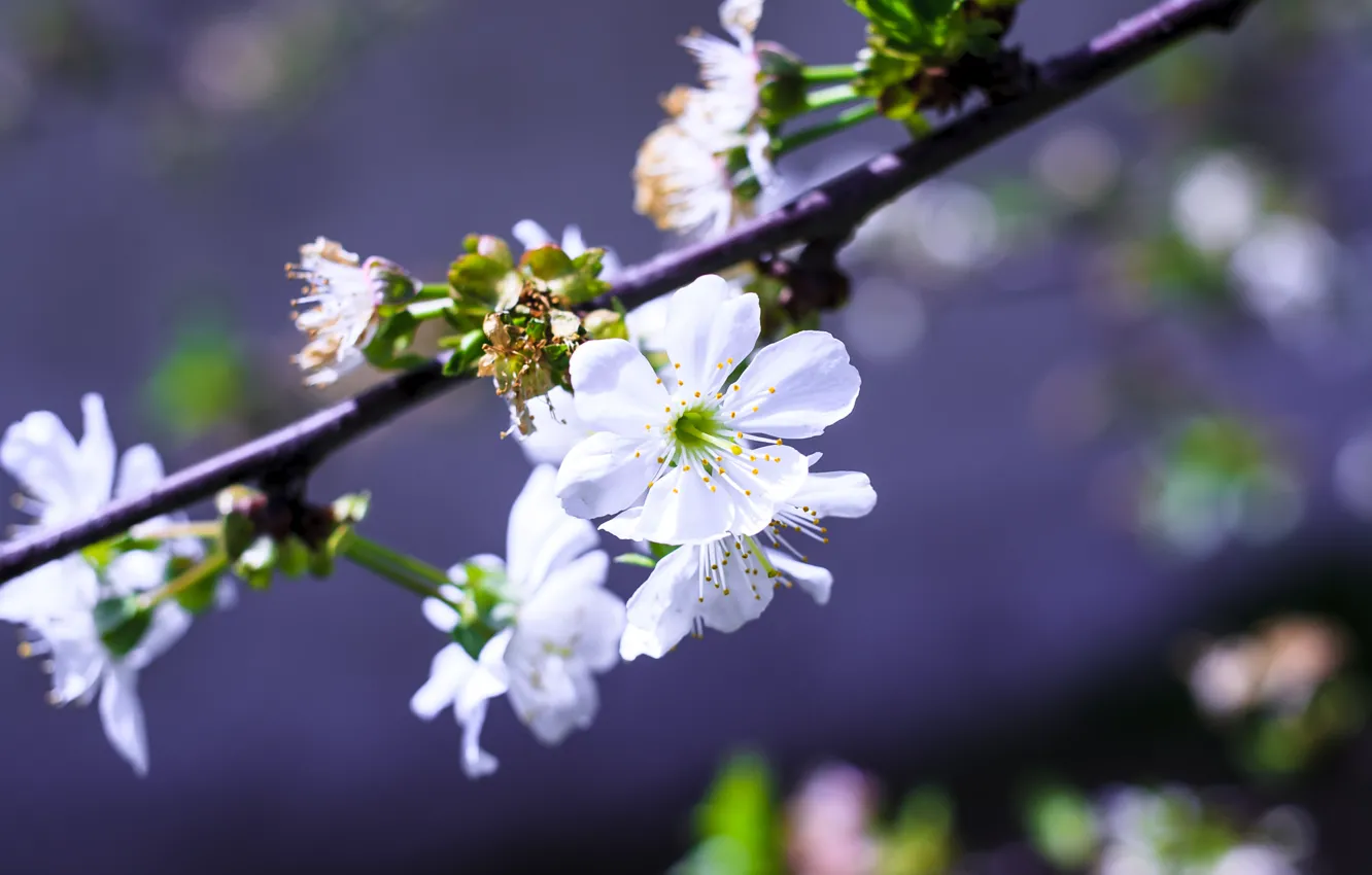 Photo wallpaper white, flowers, cherry, photo, spring, Canon 400D