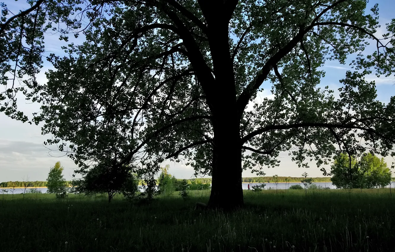 Photo wallpaper grass, trees, Park, river, poplar