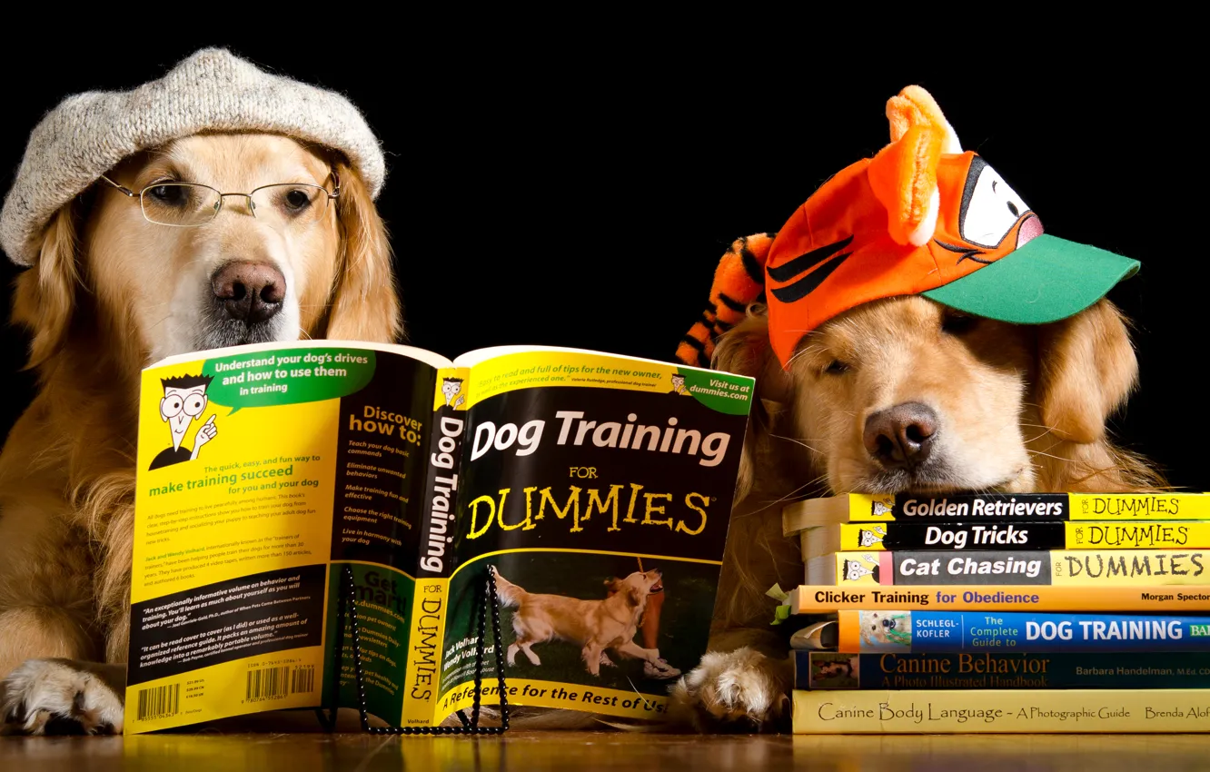 Photo wallpaper dogs, table, hat, two, books, humor, glasses, cap