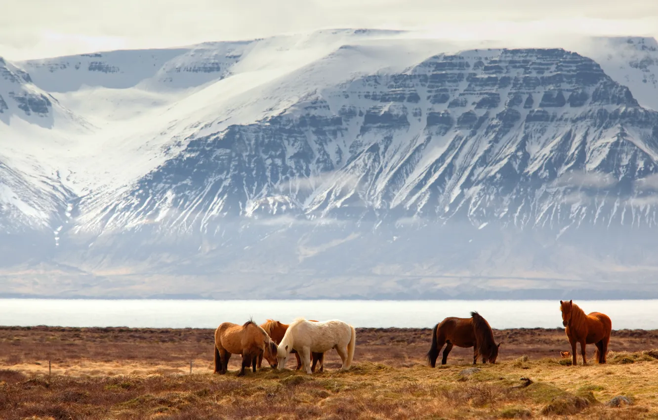 Photo wallpaper winter, field, snow, mountains, fog, river, horse, shore