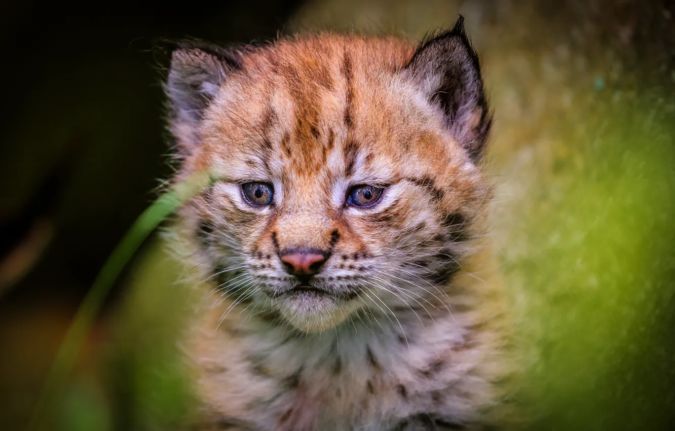 Photo wallpaper cat, eyes, look, green, the dark background, kitty, background, portrait