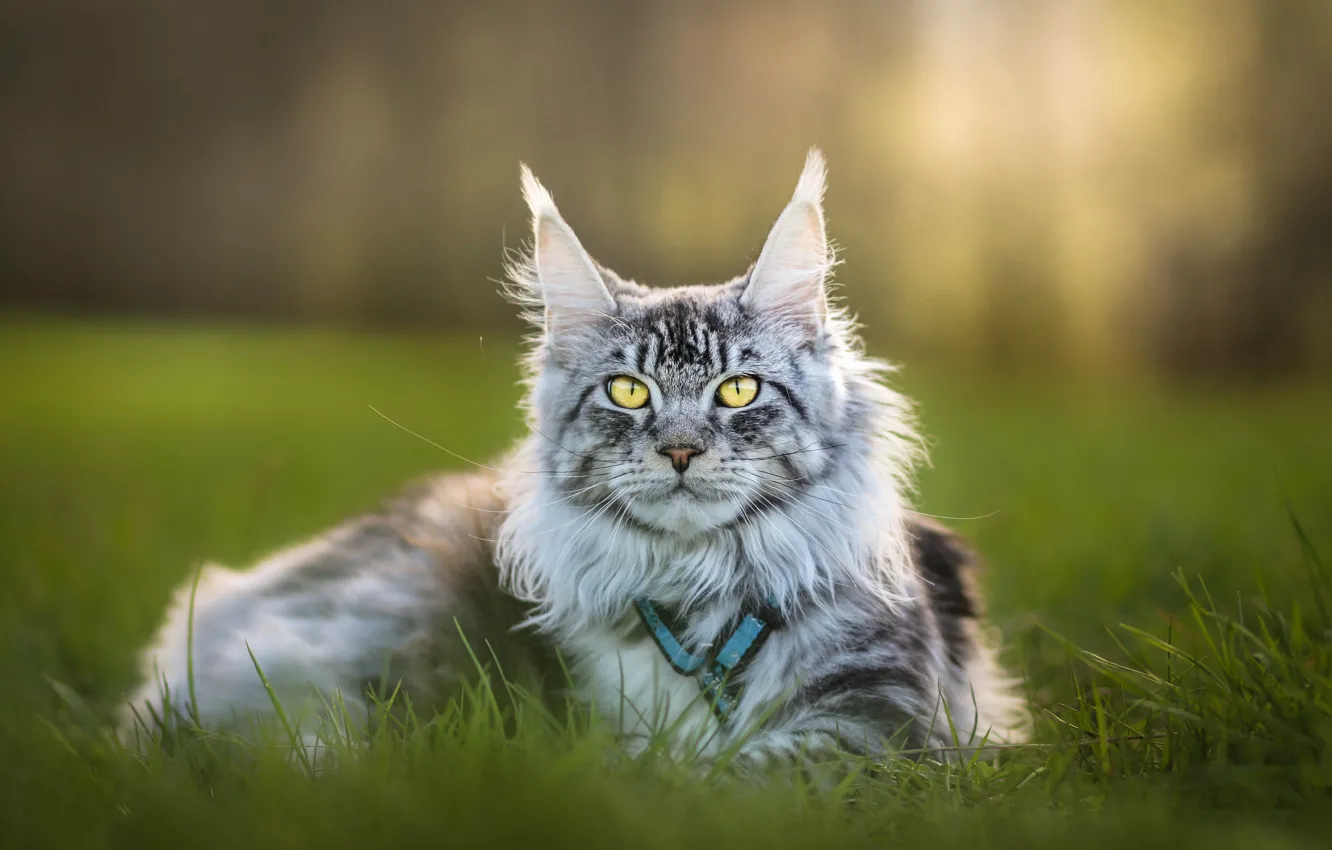 Photo wallpaper cat, cat, look, pose, face
