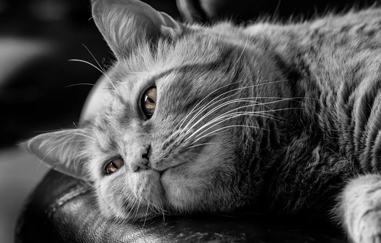 Photo wallpaper cat, reverie, black and white