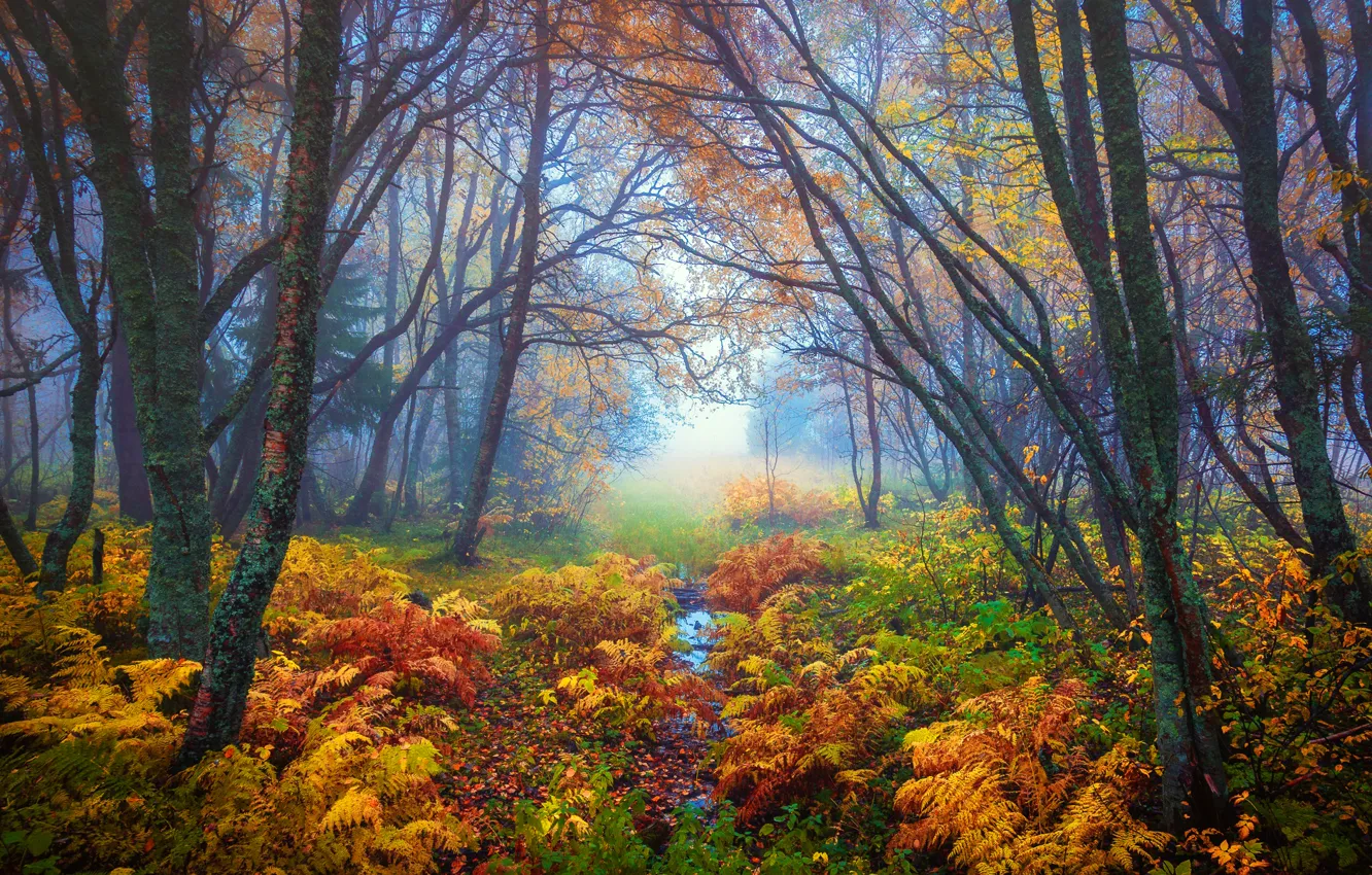 Photo wallpaper autumn, leaves, trees, branches, nature, fog, yellow, Forest