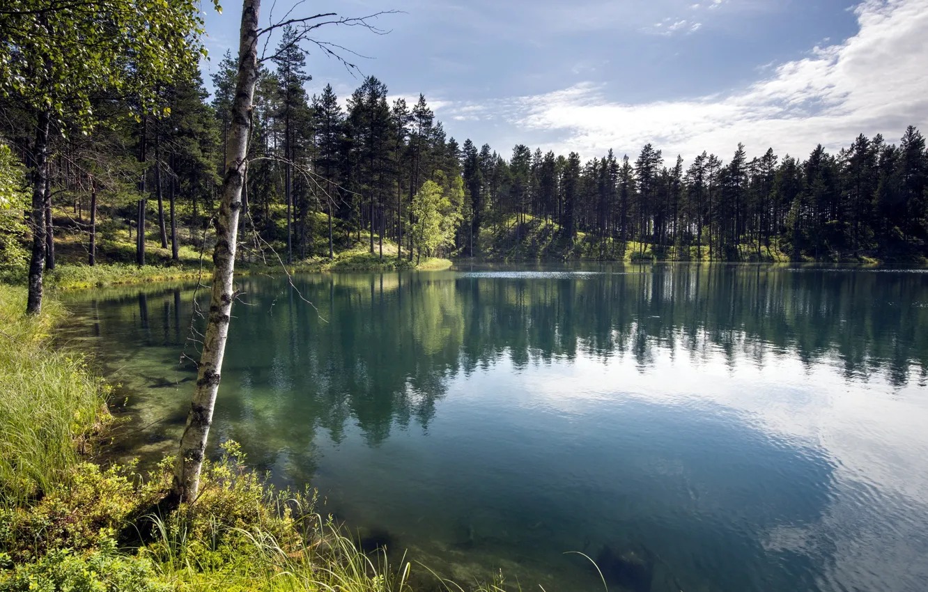 Photo wallpaper forest, summer, landscape, lake