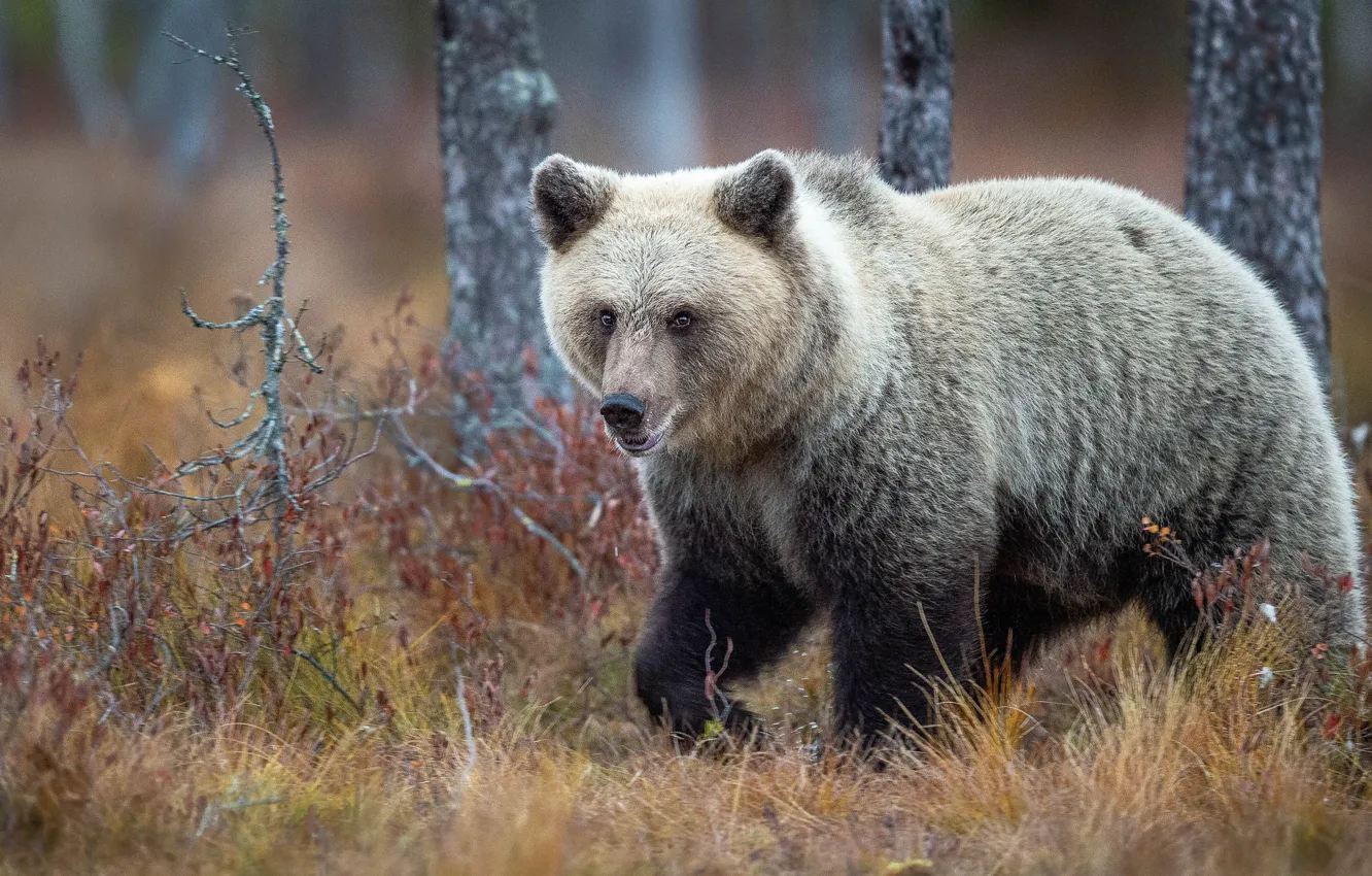 Photo wallpaper autumn, grass, bear, walk