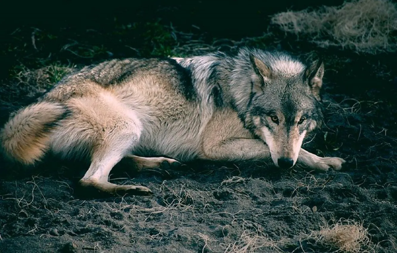 Photo wallpaper Predator, nature, animal, wolf, canis lupus, wildlife, portrait.