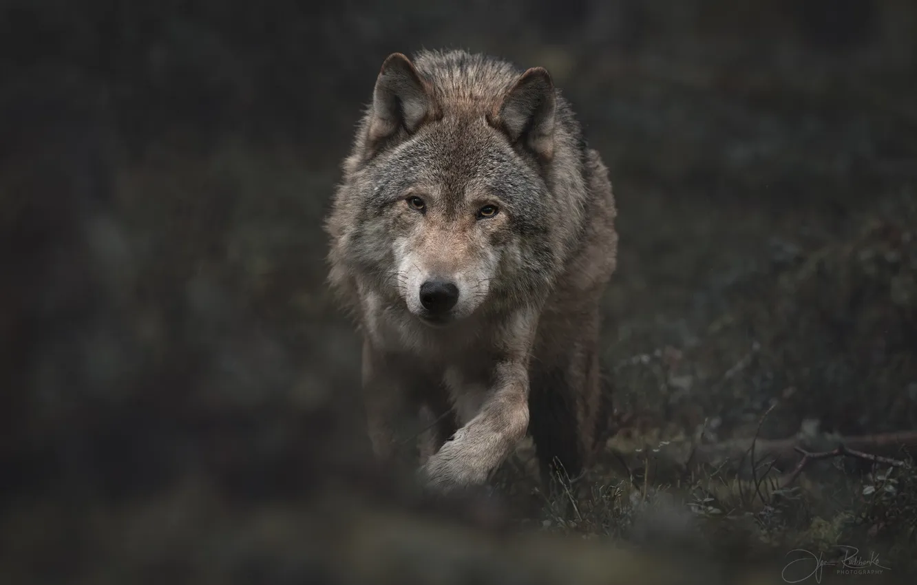 Photo wallpaper face, wolf, predator, the orderly forest, Olga Rudchenko