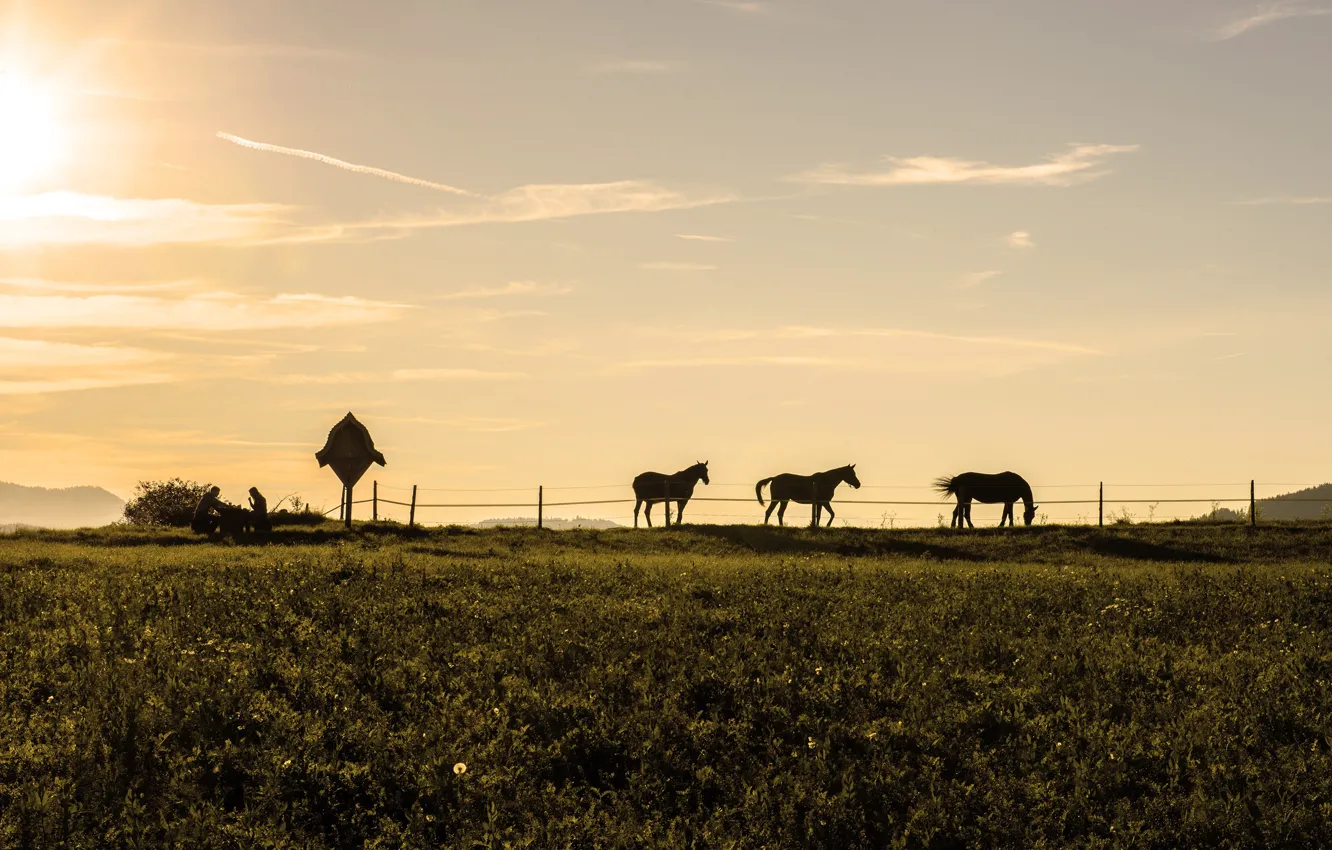 Photo wallpaper field, the sky, grass, the sun, horses, the evening, horse, silhouettes
