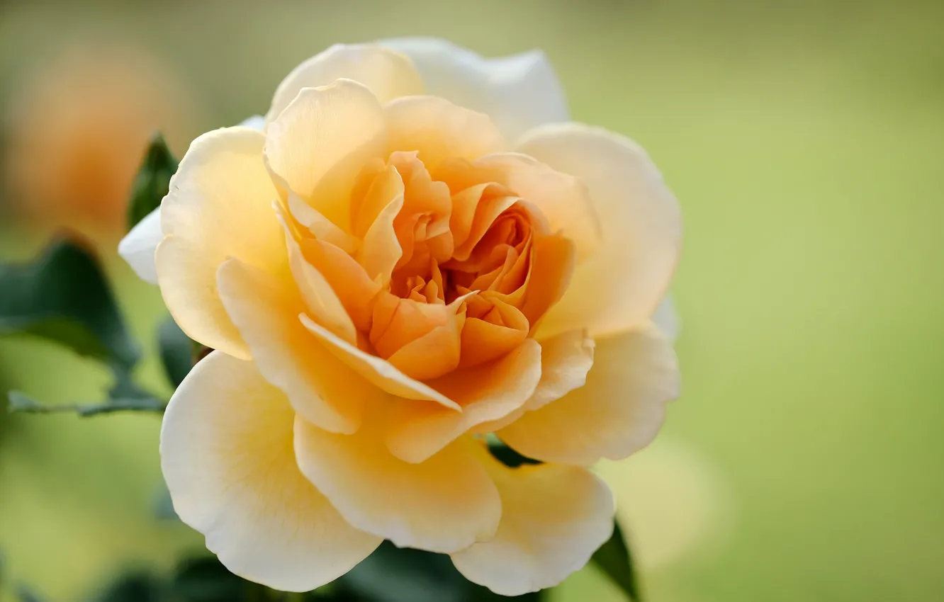 Photo wallpaper macro, yellow, roses