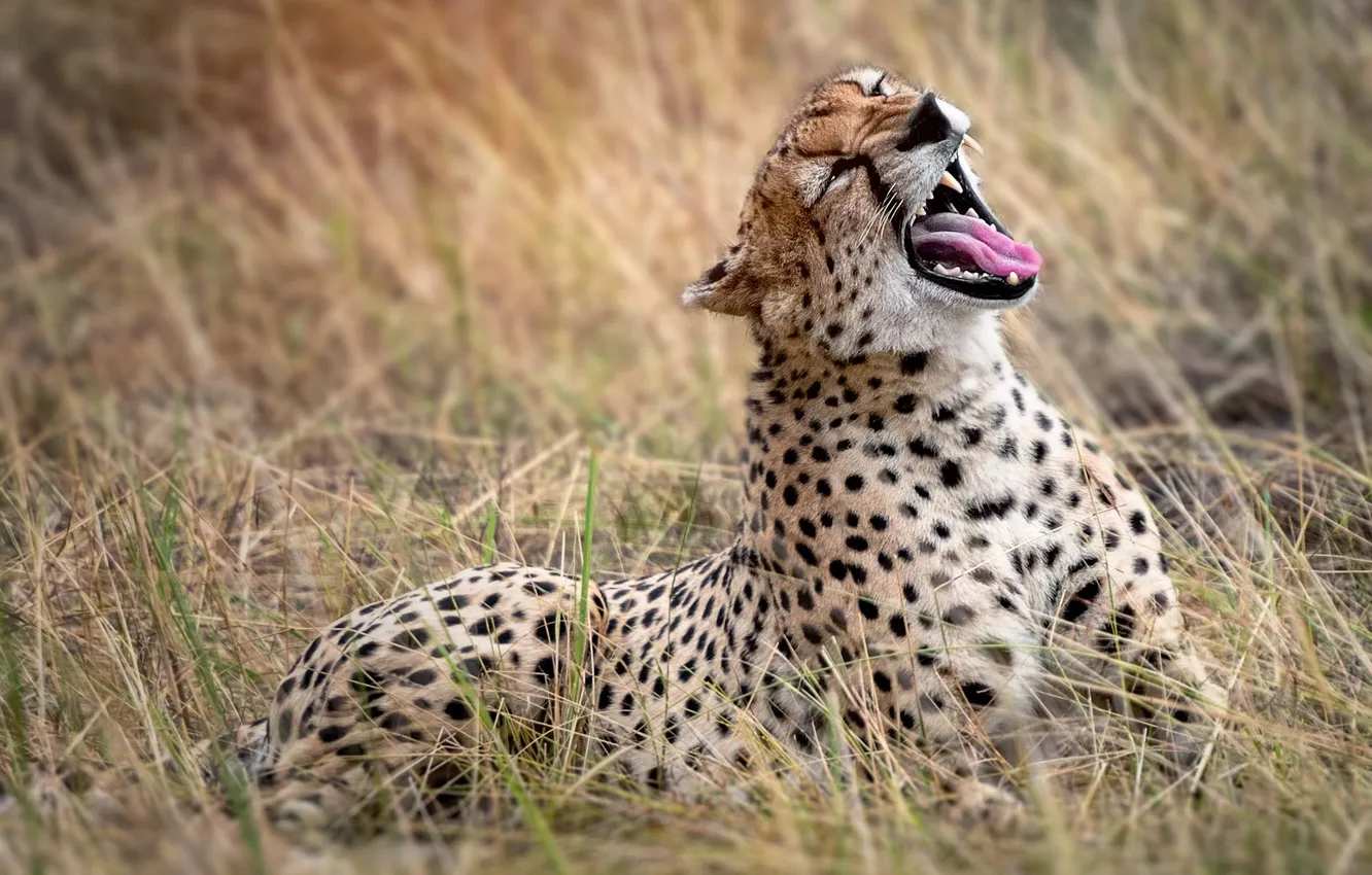 Photo wallpaper animal, Tanzania, big cats, Serengeti, cheeta
