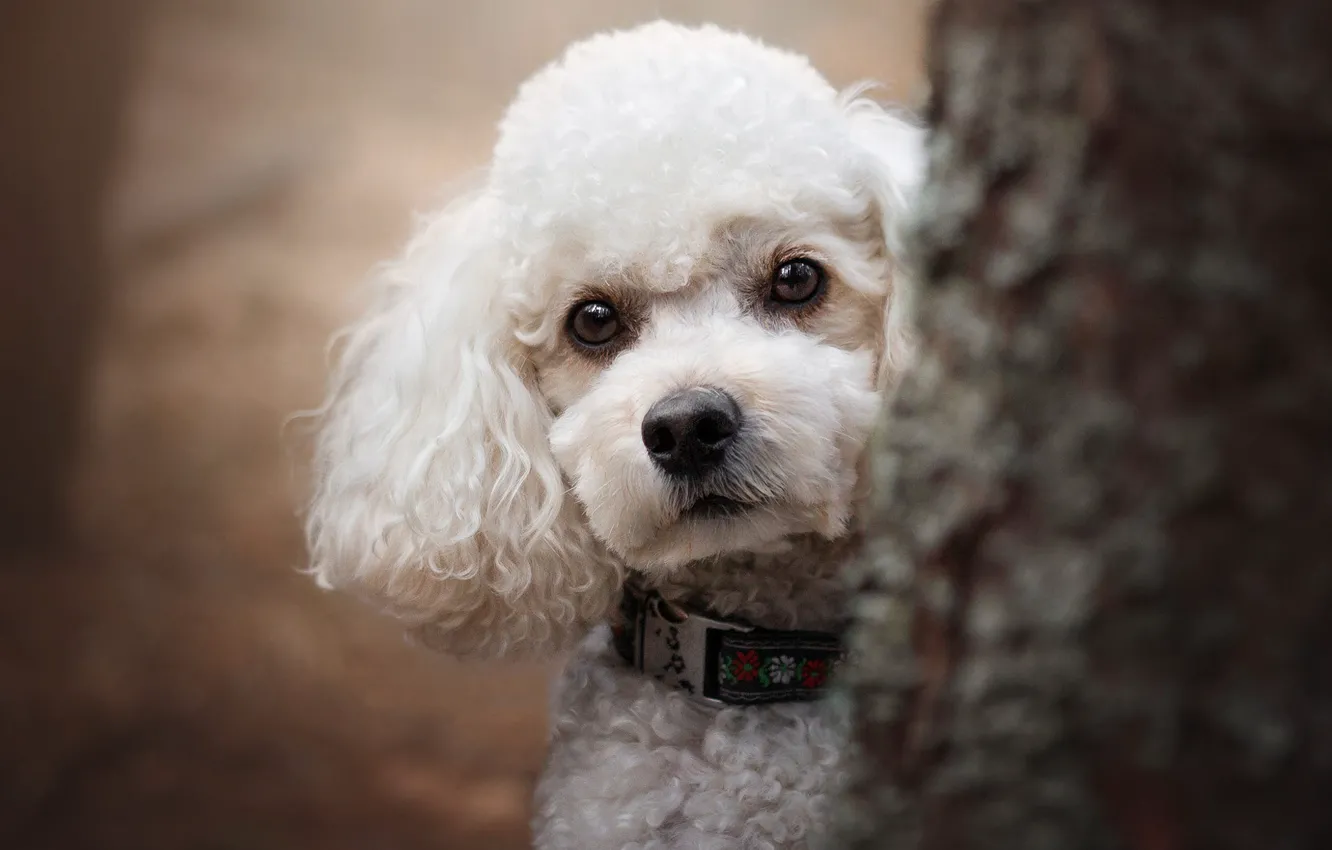 Photo wallpaper white, look, trees, portrait, dog, puppy, trunk, face