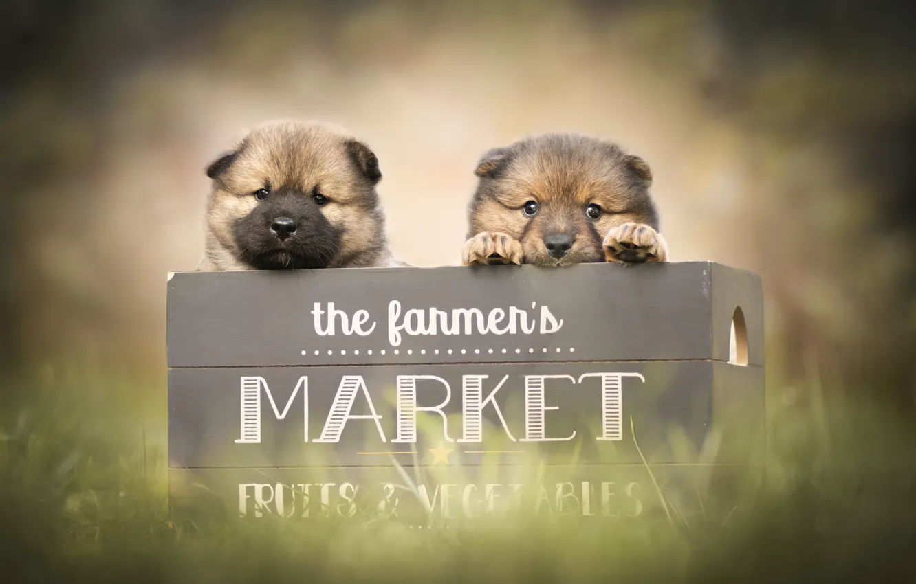 Photo wallpaper dog, puppy, box