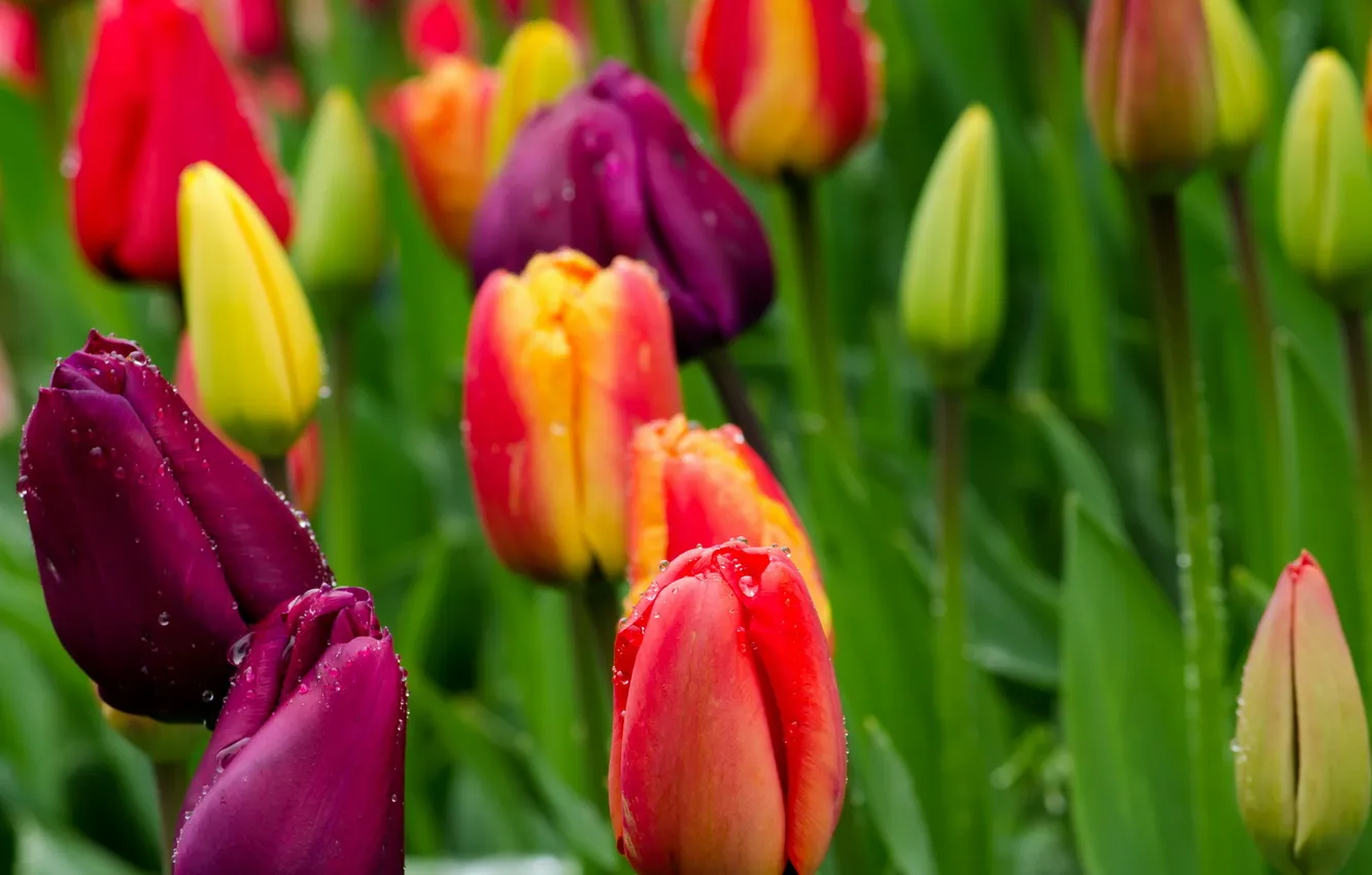 Photo wallpaper flowers, nature, tulips