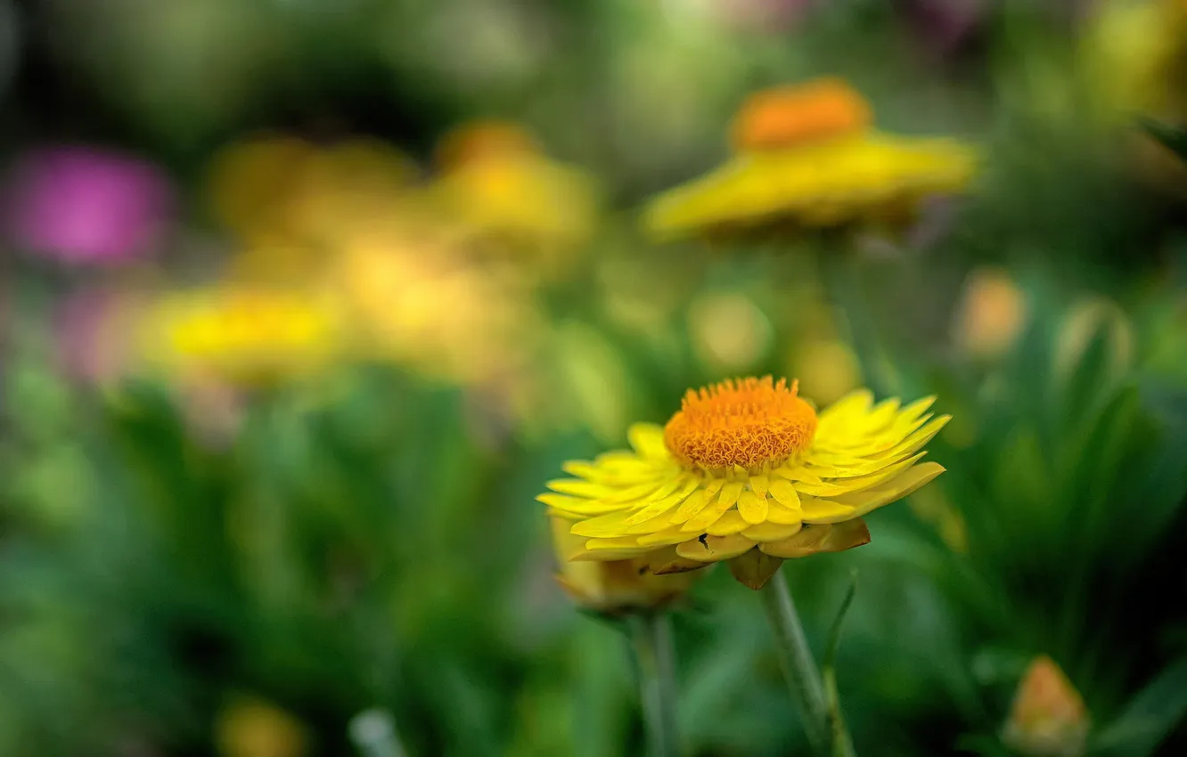Photo wallpaper macro, flowers, yellow, nature, ldata