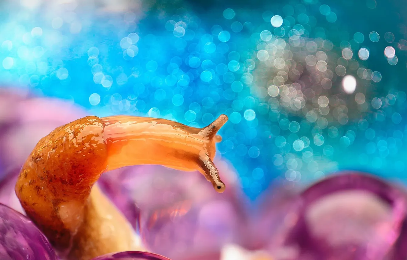 Photo wallpaper macro, Shine, color, snail, horn, bokeh