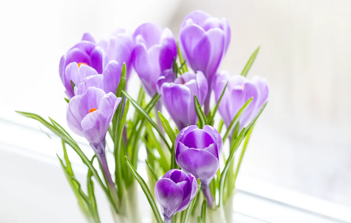 Photo wallpaper bouquet, spring, crocuses, lilac