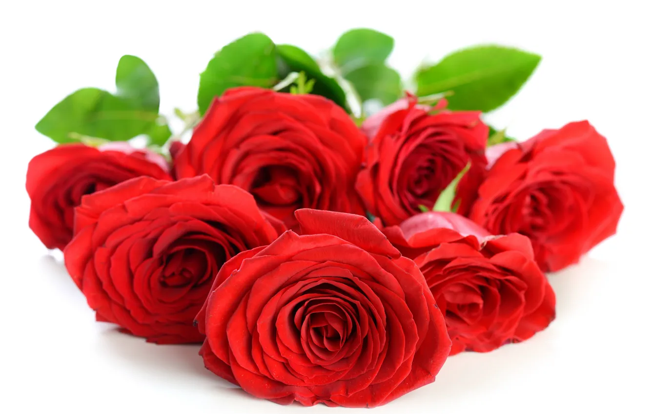 Photo wallpaper flowers, roses, petals, red roses
