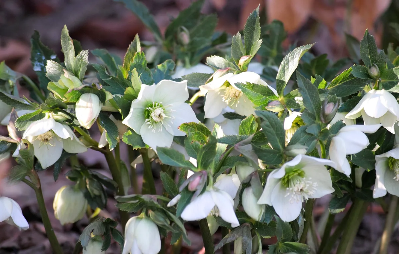 Photo wallpaper flowerbed, white flowers, bushes, hellebore, Helleborus
