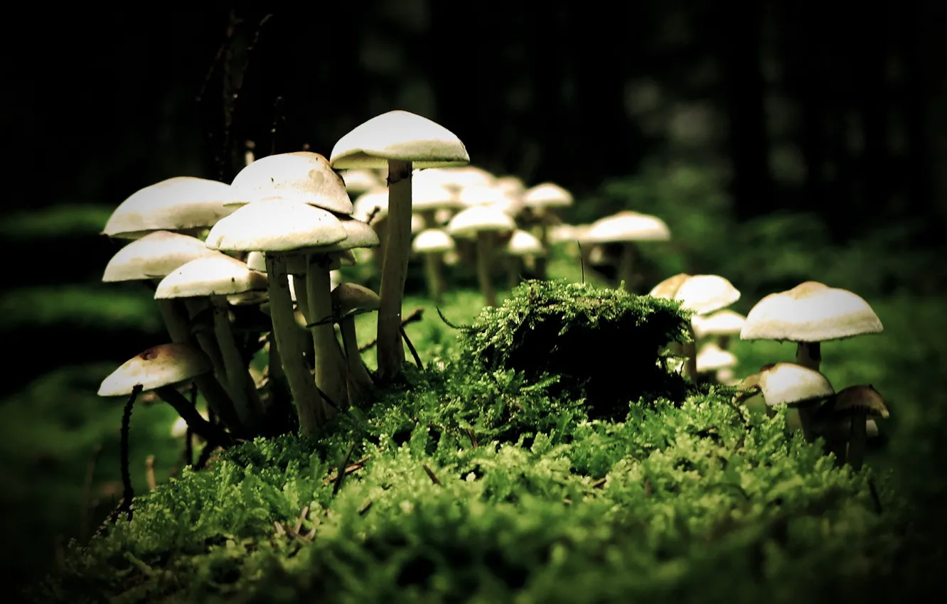 Photo wallpaper macro, mushrooms