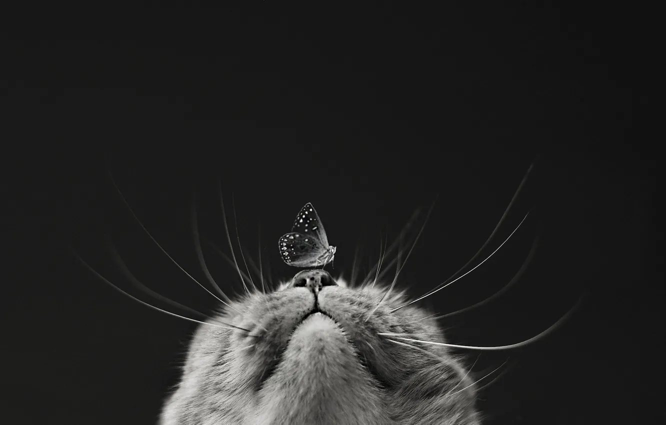 Photo wallpaper cat, macro, butterfly, muzzle, black and white, monochrome, black background