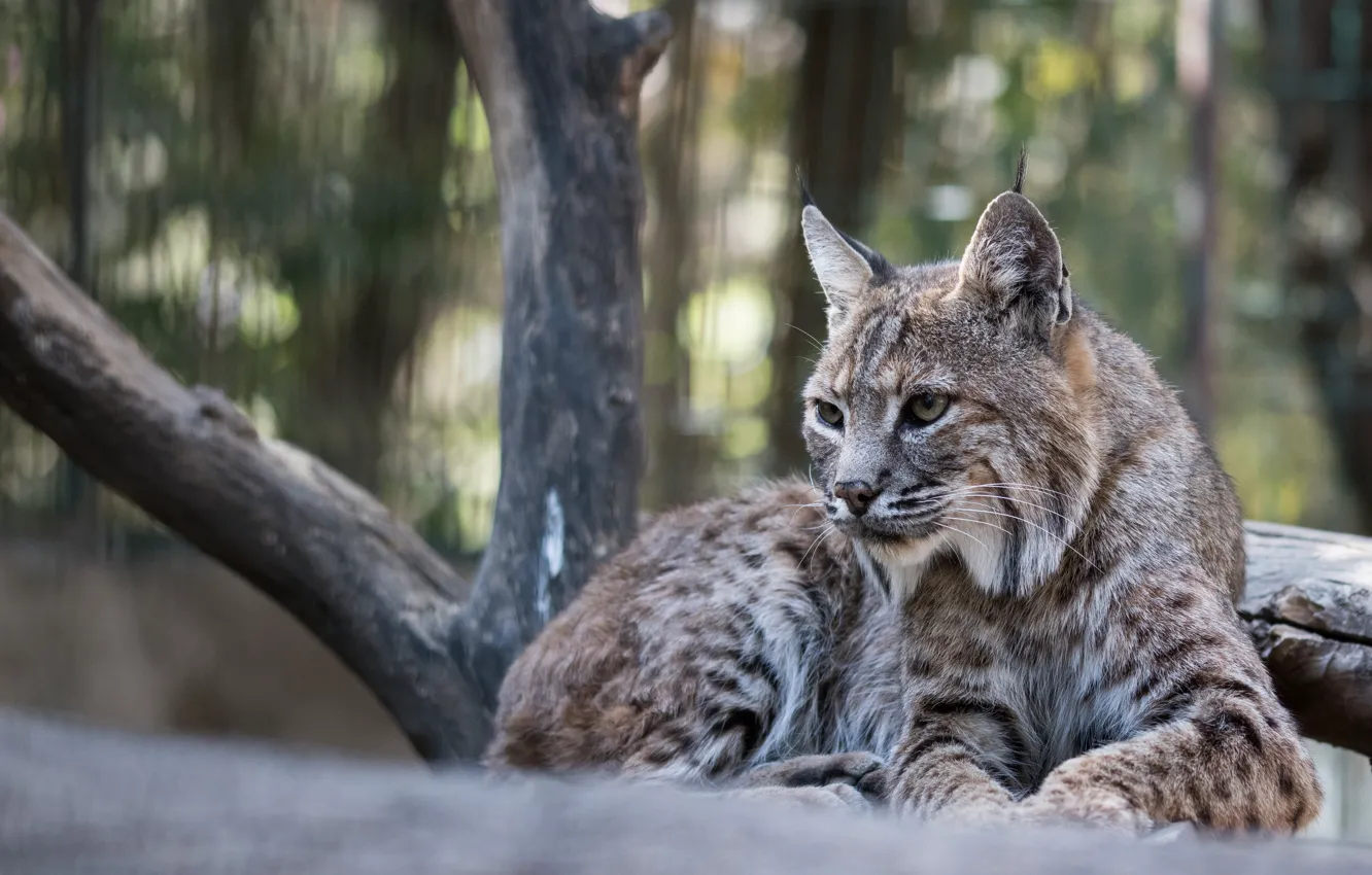 Photo wallpaper animals, look, predator, Cat, lynx
